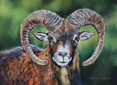 Mouflon du Vercors - 40x30