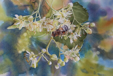 Abeille sur fleur de tilleul - 50x40