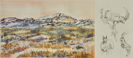 Le Grand Veymont, faune - 40x20